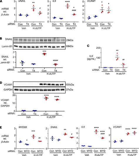 Tlr And Myd Mediate The Expression Of Snail And Il But Not Vcam