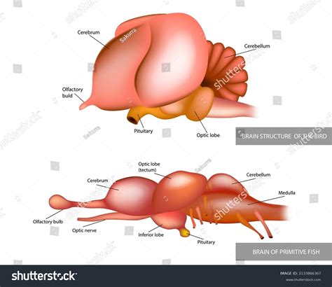 Anatomy Structure Brain Birds Fishcomparison Brain Stock Vector ...