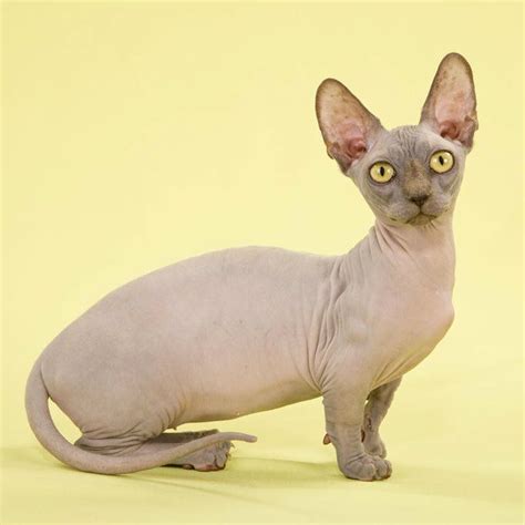 25 Bästa Dwarf Cat Idéerna På Pinterest Babykaniner