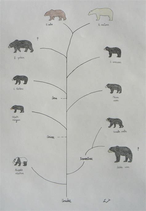 Bear family tree by Ictonyx on DeviantArt