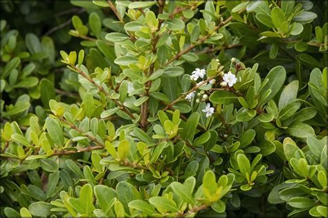 Viburnum Obovatum Small Leaf Arrowwood Small Viburnum Walters