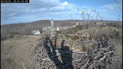 Smitty Chases Intruder Out Of Territory February Nctc Bald