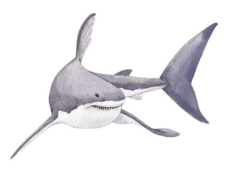 Fossil Huntress Sharks Elasmobranch Fish