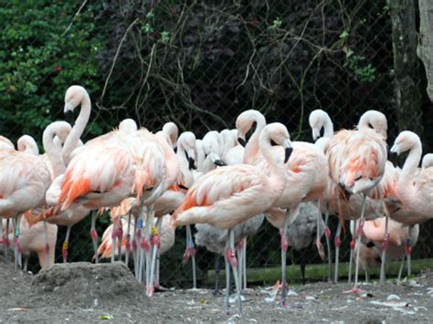 Phoenicopterus Chilensis Chilean Flamingo In Chester Zoo