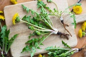 Tarassaco Propriet Valori Nutrizionali E Ricette Inchiostro Virtuale