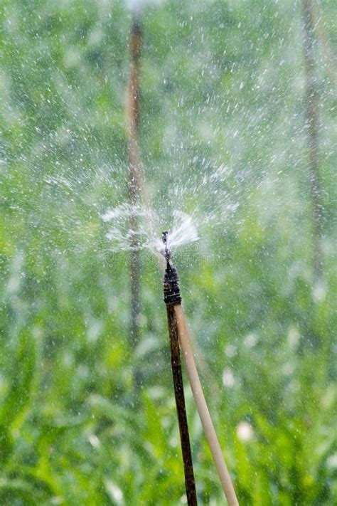 Watering Corn Plants stock photo. Image of nature, cornfield - 43994850