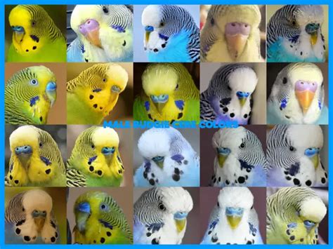 Male Or Female How To Tell The Sex Of The Budgie Photos Step By Step Budgie Gender