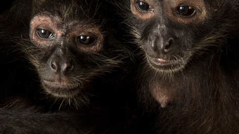 Spider monkeys, facts and photos