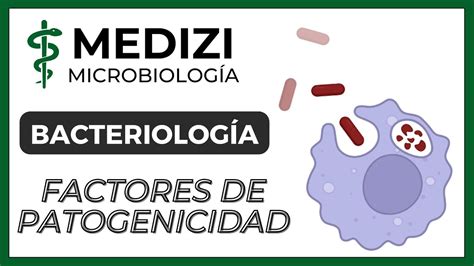 Microbiolog A Bacteriolog A Factores De Patogenicidad Youtube