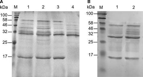 SDS PAGE Analysis Of The Extracellular Proteins Of Starting Strain G423