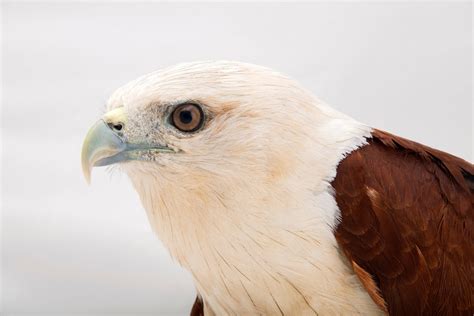 Bir040 00244 Joel Sartore