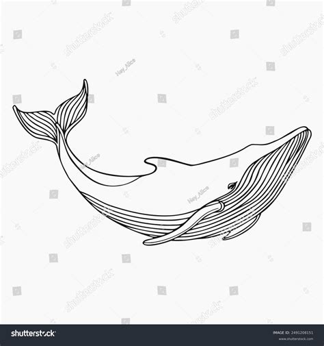 Humpback Whale Line Art Isolated On Stock Vector Royalty Free