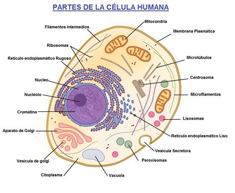 Celula Humana Y Sus Partes Tipos De Celulas Del Cuerpo Humano