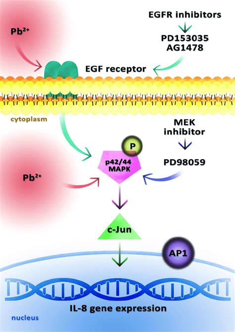 Model Of Lead Pb 2 Induced Activation Of The Il 8 Gene The Diagram