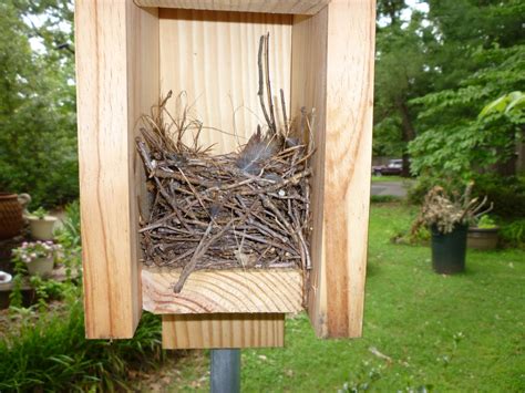 From Bluebirds to Turtles: A House Wren Nest in June