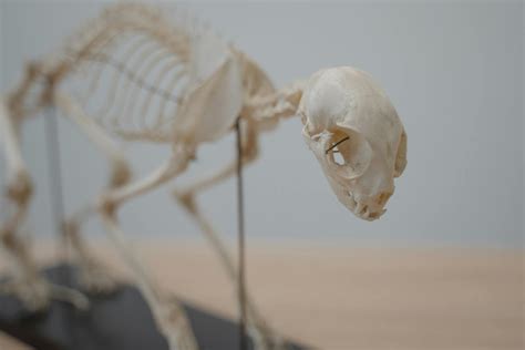 Close-up Photo of an Animal Skeleton · Free Stock Photo