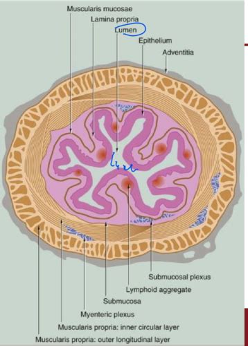 Histology GI Flashcards | Quizlet