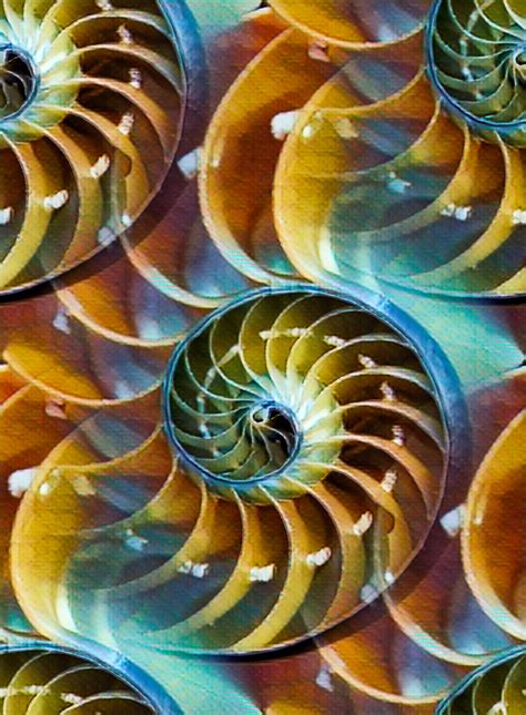 Spiral Pattern/ Nautilus Spiral #patterns #spiral #nautilus | Nautilus ...