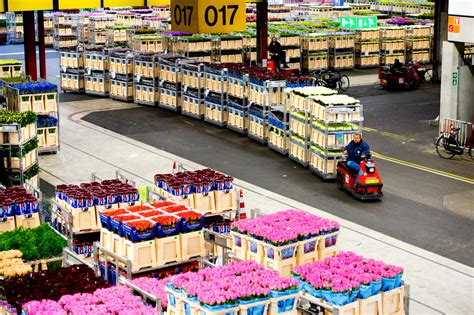 discover aalsmeer  flower village   water visit aalsmeer