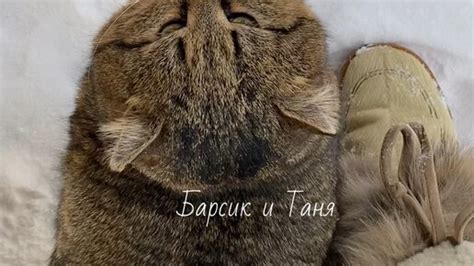 Кот Барсик и Таня | Лесной кот пометил своего человека! #барсик # ...