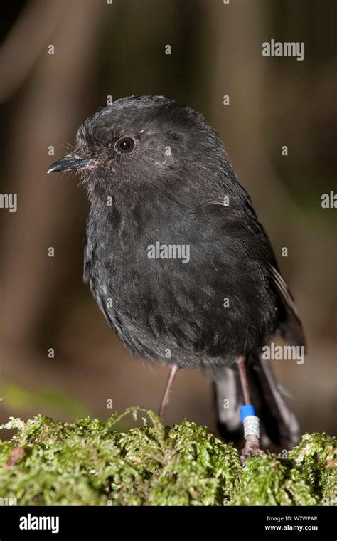 Black robin chatham island robin hi-res stock photography and images - Alamy