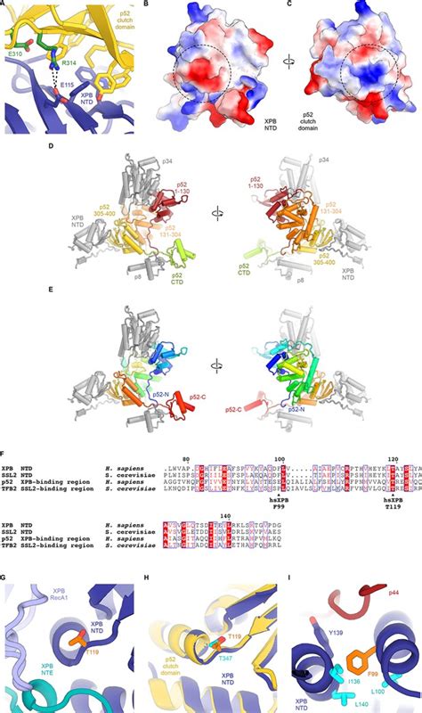 Figures And Data In The Complete Structure Of The Human Tfiih Core