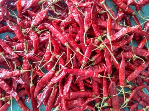 A Grade Inch Natural Red Chilli Andhra Pradesh Packaging Size