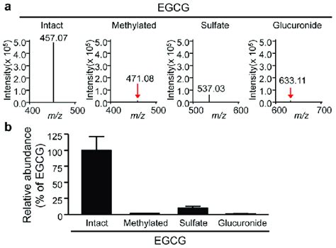 The Relative Abundance Of Egcg And Its Phase Ii Metabolites From