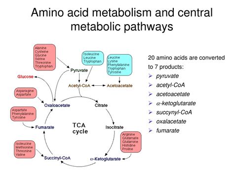 PPT - AMINO ACID METABOLISM PowerPoint Presentation, free download - ID ...