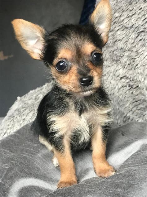 Chihuahua X Yorkshire Terrier Boy In Stockport Manchester Gumtree