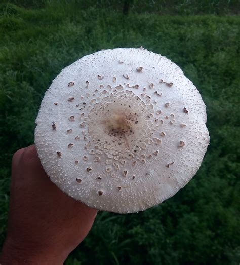 Chlorophyllum molybdites – eFlora of India