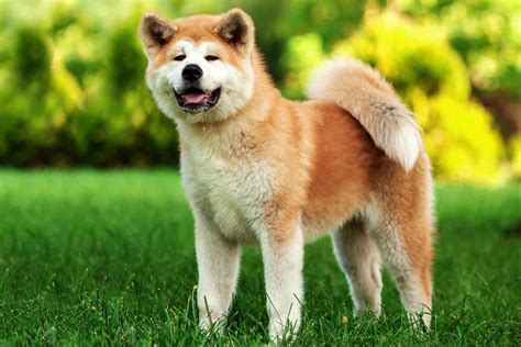 These 6 Dog Breeds Are Used For Bear Hunting - BuzzSharer.com