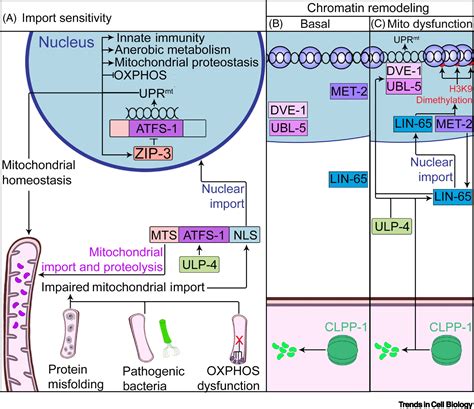 Folding The Mitochondrial UPR Into The Integrated Stress Response