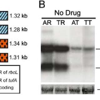 Effect Of Tufa Utrs On The Levels Of An Aada Based Reporter Mrna