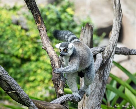 Ring Tailed Lemur Disney Animal Kingdom Harry Rother Flickr