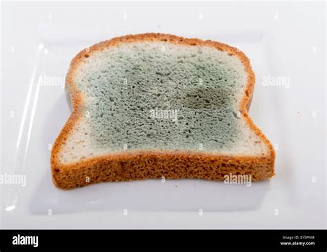 How To Spot White Mold On Bread We Want Science