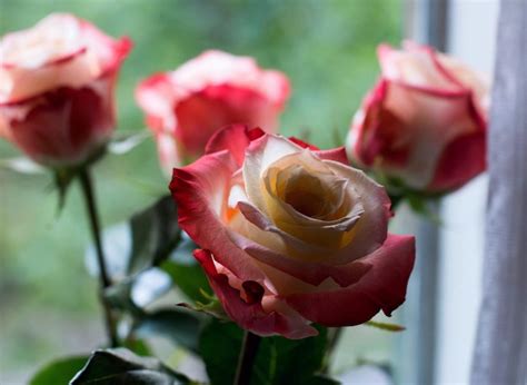 Premium Photo Close Up Of Red Rose Flower In Pot