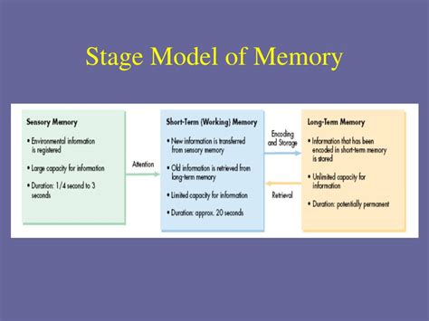 3 Describe Define And Diagram The Three Stage Model Of Memor