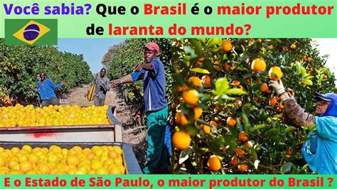 Quem O Maior Produtor De Laranja Do Mundo O Brasil E O Estado De