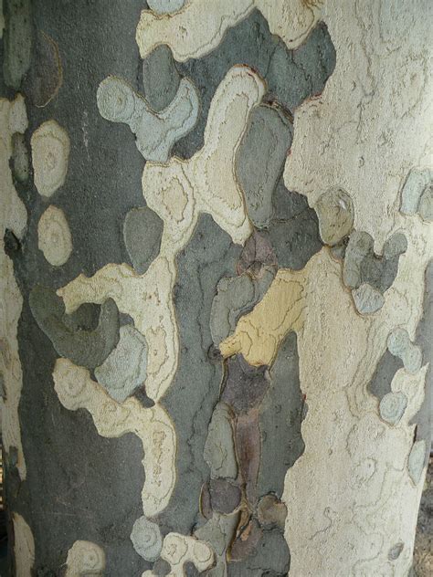 Belles écorces De Platanes Communs Platanus X Acerifolia Paris Côté Jardin