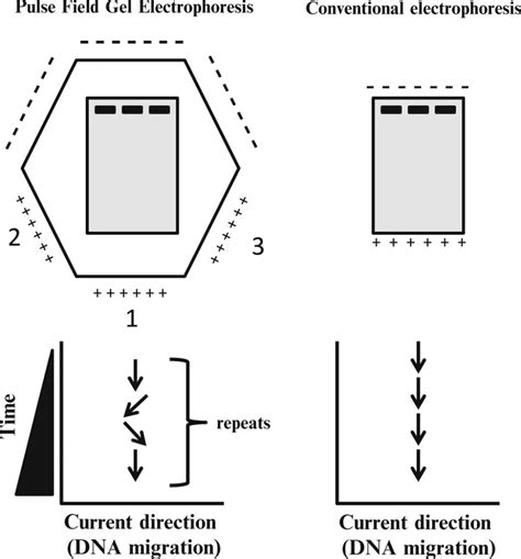 Pulsed Field Gel Electrophoresis Pfge Steps Applications • Microbe Online