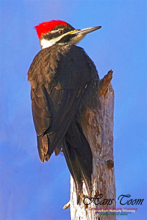 Canadian Nature Visions Pileated Woodpecker