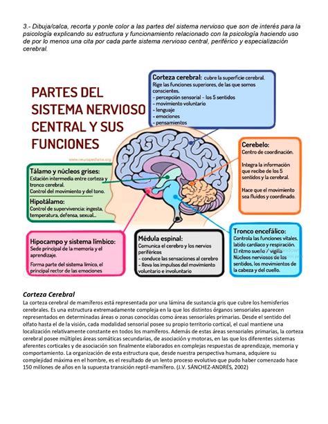 Pin De Victoria Bautista En Anatomy Psicobiolog A Cosas De