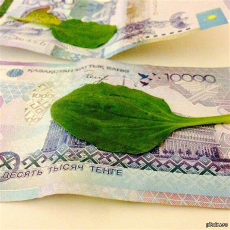 Тенге не болей! | Пикабу
