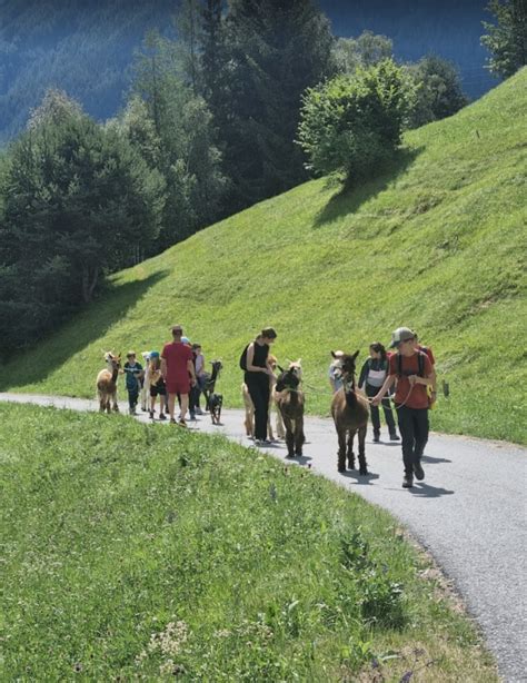 Besuchen Sie F R Eine Alpakawanderung Alpakahof Serfaus Ganz Natur