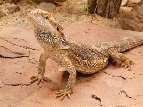 Le Dictionnaire Interactif Des Animaux Du Monde Diconimoz 200 Fiches