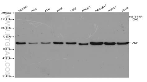 Akt1 Specific Antibody 80816 1 Rr Proteintech 武汉三鹰生物技术有限公司