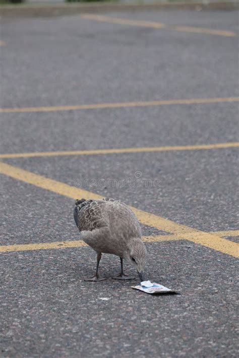 A Seagull Is Eating Something In The Parking Lot Stock Image Image Of