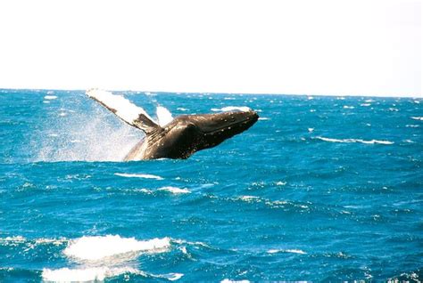 Blue Dolphin Charters South Shore Whale Watch Kauai Vacation Tours