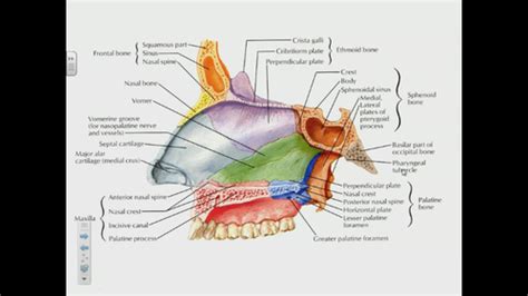 Nose And Para Nasal Sinus Flashcards Quizlet